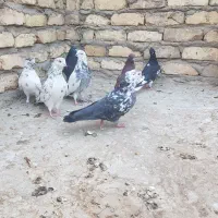 کبوتر پرشی(تهرانی)|پرنده|برخوار, |دیوار