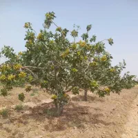 فروش باغ پسته در باغستان علیا|فروش زمین و ملک کلنگی|اسلامیه, |دیوار