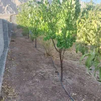 باغ|فروش زمین و ملک کلنگی|خرقان, |دیوار