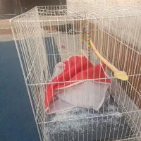 قفس پرنده