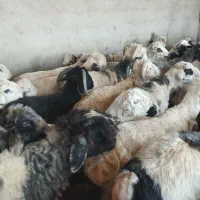 بره پرواری|حیوانات مزرعه|مرودشت, فیروزی|دیوار