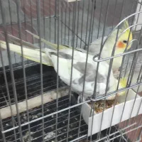 عروس هلندی مولد|پرنده|رباط‌کریم, نصیرشهر|دیوار