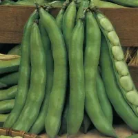 بذر باقلای هفتبند سورتشده، ضدعفونیشده آماده کشت