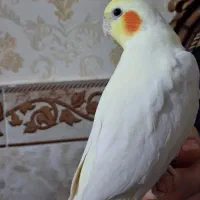 عروس هلندی ماده