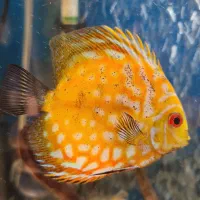 چهار عدد ماهی دیسکس بسیار زیبا و سرحال|ماهی|کرج, فاز ۴ مهرشهر|دیوار