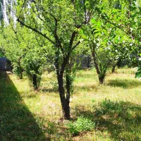 باغ ویلایی ۱۰۰۰ متری چهار دیواری