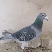 المانی کفتر پرشی اوغون پولکی  سبز مسافتی نر ماده