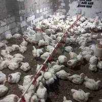 مرغ گوشتی