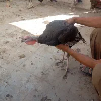 پنچ عدد بوقلمون ودوعدد خرس افغان