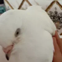 بالا قره دمدح