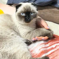 اسکاتیش بریتیشن ماده(جهت جفت گیری)