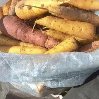 زردک اب دار درجه یک