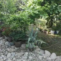 قایمشهر محله دیو کلاعلیا 316متر خونه ویلای