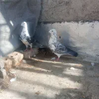 سینه سفید وپلاکی