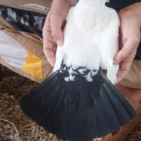 دمبی|پرنده|کرخه, |دیوار