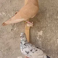 کبوتر دم سفید و جفتگاه