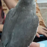گم شده