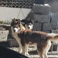 سگ هاسکی