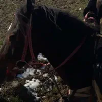 مادیان کرد آبستن از سیلمی