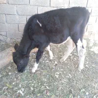 گوساله|حیوانات مزرعه|تهران, گیشا|دیوار