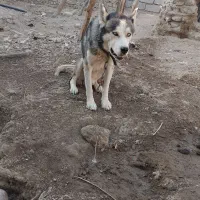 سگ هاسکی|سگ|زهک, |دیوار