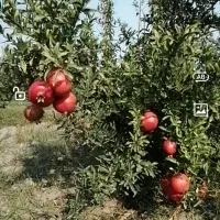 فروش-باغ-انار