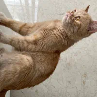 بریتیش 4 ساله ماده