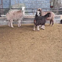 میش بره دار|حیوانات مزرعه|مرودشت, نقش رستم|دیوار