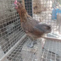 مرغ شهری تخمی