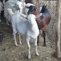 نر بر سانن|حیوانات مزرعه|ارسنجان, |دیوار