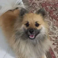 فروش سگ پامر روباهی