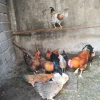 مرغ محلی تخم گذار|حیوانات مزرعه|شلمان, |دیوار