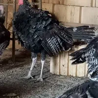 بوقلمون گمشده نوبهار