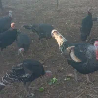 بوقلمون ۴ عدد نر و ماده موجود|حیوانات مزرعه|الوند, |دیوار