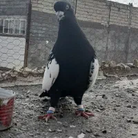 سینه سیاه نر