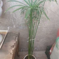 گل طبیعی|گل و گیاه طبیعی|قزوین, |دیوار