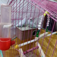 مرغ عشق بالغ|پرنده|داراب, |دیوار