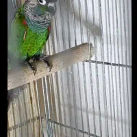 طوطی گرینچیک شیطون و زرنگ