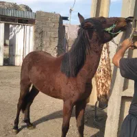 نریون یک سال