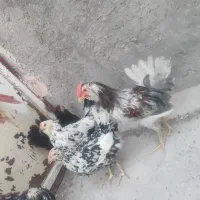 مرغ وخروس گلین