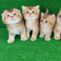 بچه گربه گلد و بلک گلد اصیل