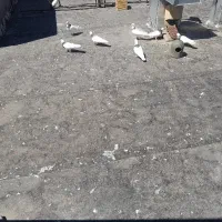 فروش کبوتر غریب گیری هروز میگیرم