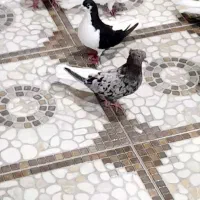 کبوتر.دم سفید.چپ