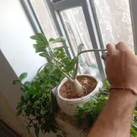 گلهای اپارتمانی قشنگ