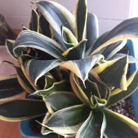 گل و گیاه سنسوریا|گل و گیاه طبیعی|فردیس, سرحدی|دیوار