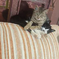 واگذاری انواع گربه|گربه|اصفهان, رهنان|دیوار