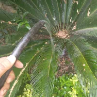 باغبانی و نگهداری فضای سبز|خدمات باغبانی و درختکاری|عباسآباد, |دیوار