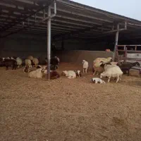 47عدد بره نر وماده 3عدد میش و بره یک قوچ