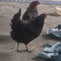 مرغ و خروس