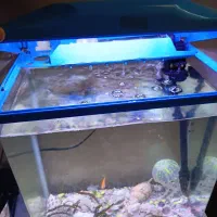 اکواریوم سالم